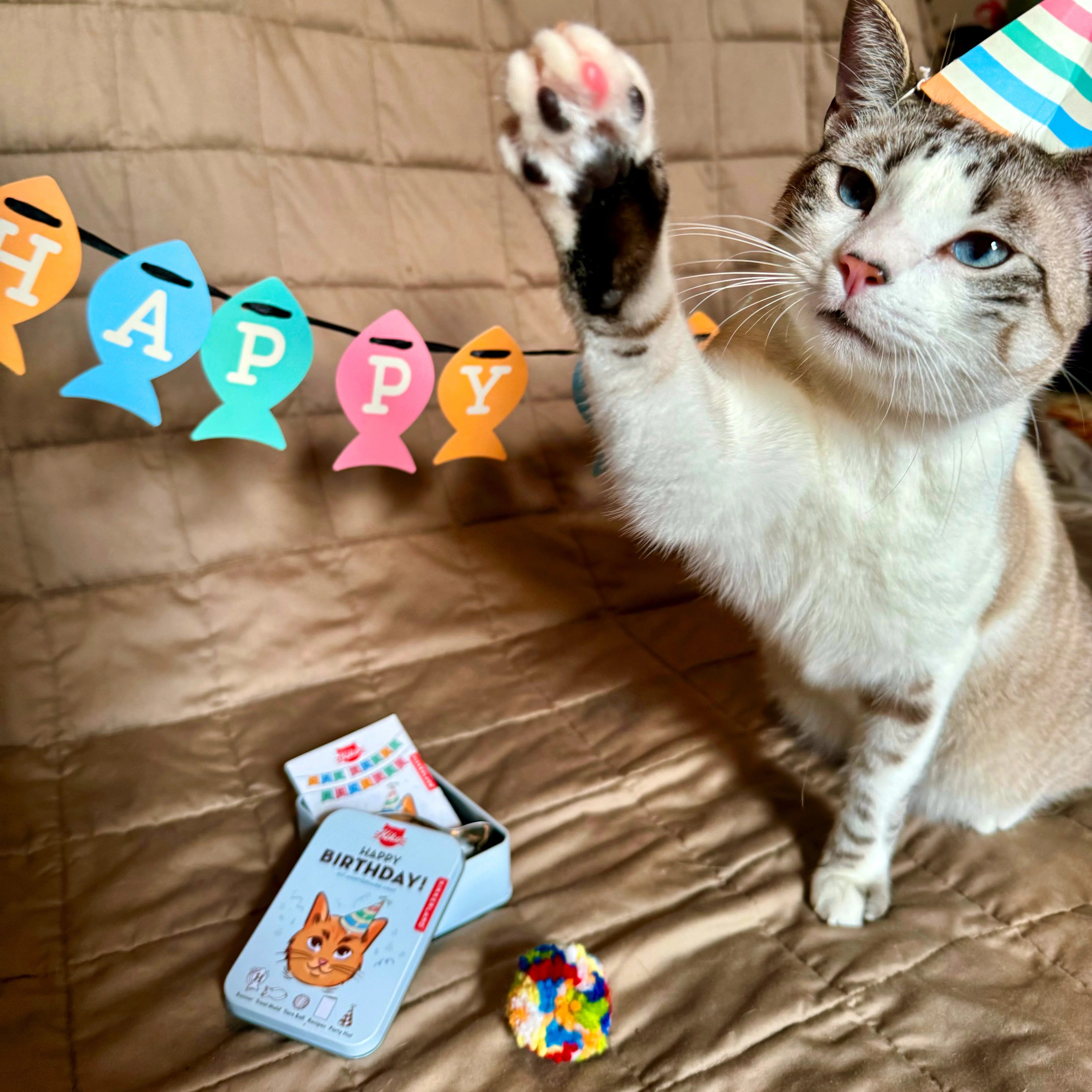 Katzen-Geburtstag Dose Kiko von Kikkerland